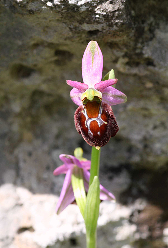 Ophrys del Gargano identificazione